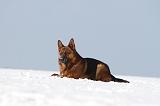 BERGER ALLEMAND 463